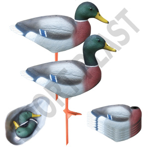 Germano Conchiglia Maschio