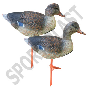 Germano Conchiglia Femmina