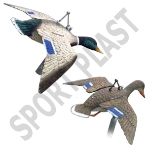 Set Germano In Volo Ali Aperte Maschio Femmina Ali Aperte