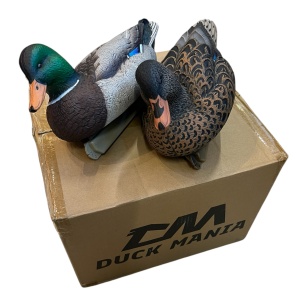 Germani Duck Mania 4 maschi + 2 femmine